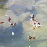 Strandbad Rorschach