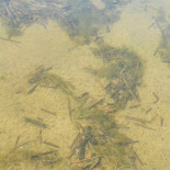 Fischerei Köllnitz Fischboutique