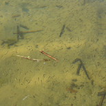 Fischerei Köllnitz Fischboutique