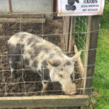 Fletchers Farm Coffee Shop