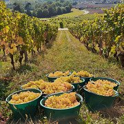 Cave Clair Obscur — Vignerons Encaveurs- Maryline Et René Taurian — Cave Ouverte Sur Rdv